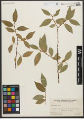 Foto von Salix L.